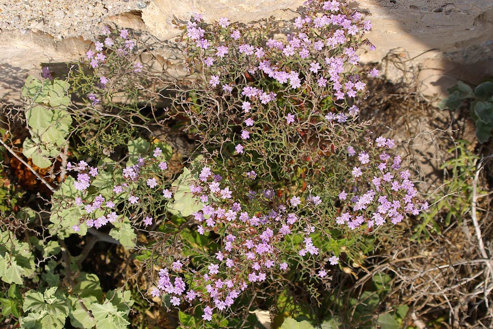 Limonium cordatum/Limonio ligure